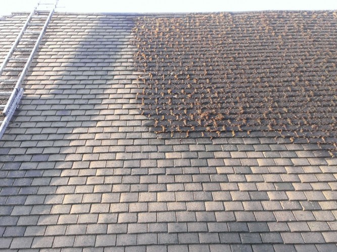 Roof Cleaning